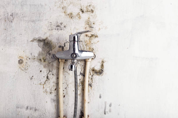 Best Professional Mold Removal  in Woods Creek, WA