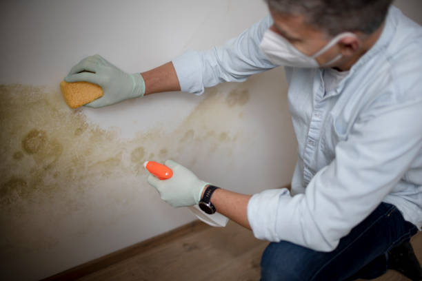 Attic Mold Removal in Woods Creek, WA